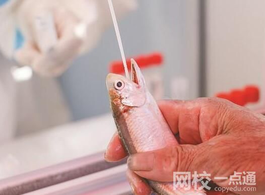 廈門魚蟹被扒開嘴做核酸 到底是什么情況？