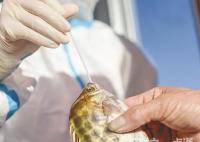 廈門魚蟹被扒開嘴做核酸 內幕實在令人意外至極