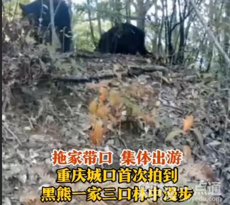 重慶拍到黑熊一家三口林中漫步 畫面中黑熊憨態可掬實在可愛