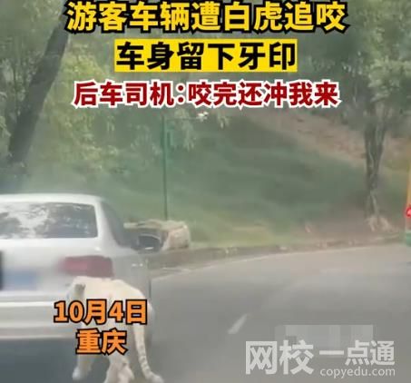 游客車輛遭白虎追咬留下牙印 現場畫面實在讓人害怕