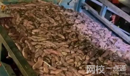 女子驅(qū)車3小時(shí)連夜到煙臺(tái)撈海腸 具體是什么情況