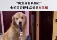 金毛弟弟打吊針哥哥幫舉藥瓶 拍攝者說平時關系非常好弟弟總粘著哥哥