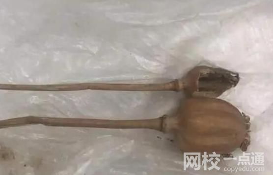 旅客攜帶罌粟過安檢稱治胃病 行李中有2根罌粟干與1包罌粟種子