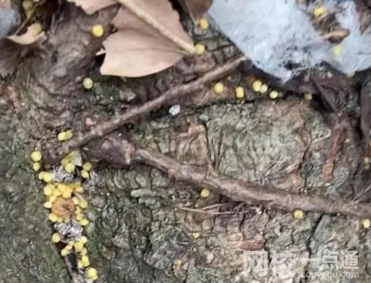 網曝成都多地出現“毒狗”事件 原因竟是這樣簡直太崩潰了