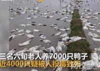 老人養的近4000只鴨子被投毒 老人平日和善究竟是什么人歹毒至此