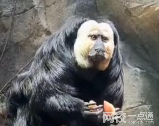 動(dòng)物園回應(yīng)白面僧面猴長(zhǎng)相炸裂 究竟是怎么回事？