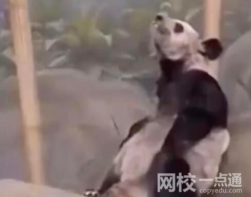 美動(dòng)物園稱(chēng)丫丫毛發(fā)稀疏是家族遺傳 究竟是怎么回事？