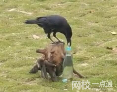 網(wǎng)友拍到現(xiàn)實(shí)版“烏鴉喝水” 內(nèi)幕曝光簡(jiǎn)直太意外了
