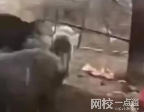 4條狼青犬咬死80多只羊內(nèi)幕曝光