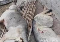 4條狼青犬咬死80多只羊內幕曝光