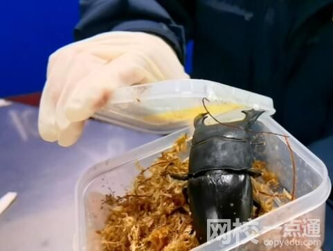 海關工作犬嗅出6只活體甲蟲 究竟是怎么回事？