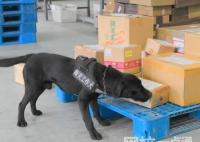 海關(guān)工作犬嗅出6只活體甲蟲 究竟是怎么回事？