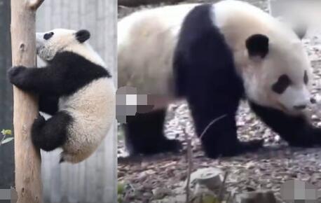 游客回憶最后一次見到寶新 究竟是怎么回事？