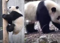 游客回憶最后一次見(jiàn)到寶新 究竟是怎么回事？