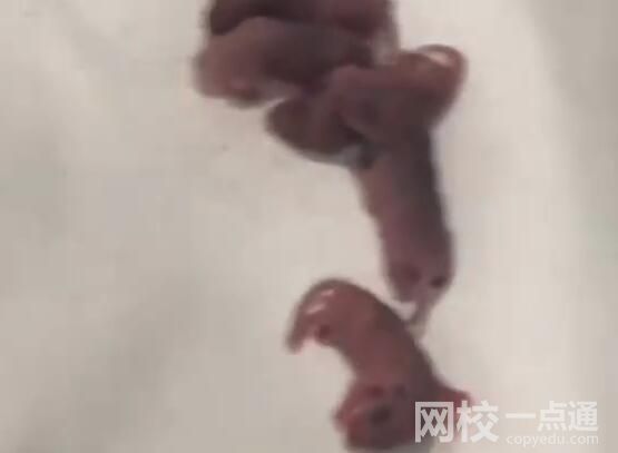 男子在電競酒店枕頭下發現一窩老鼠 始料未及真相簡直太驚人