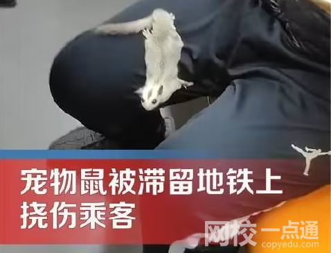 地鐵出現寵物鼠撓傷乘客 究竟是怎么回事？