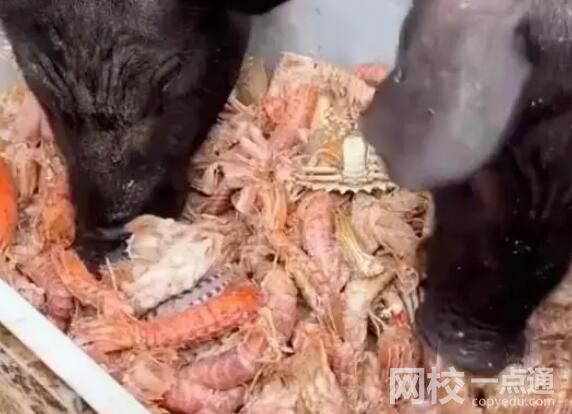 男子給豬喂皮皮蝦螃蟹 引發(fā)網友關注