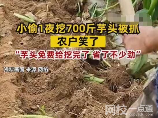 小偷1夜挖700斤芋頭被抓 農(nóng)戶笑了 究竟是怎么回事？