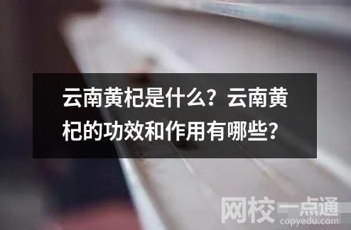 云南黃杞是什么？云南黃杞的功效和作用有哪些？
