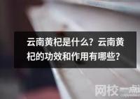云南黃杞是什么？云南黃杞的功效和作用有哪些？