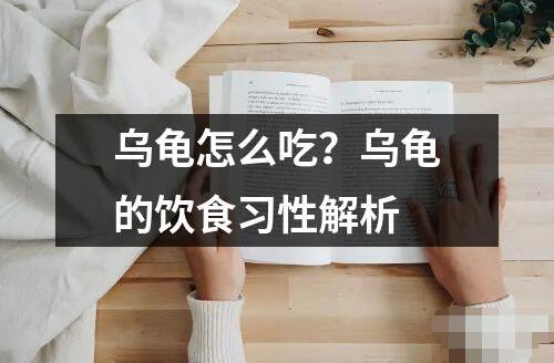 烏龜怎么吃？烏龜的飲食習性解析