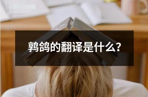 鶉鴿的翻譯是什么？