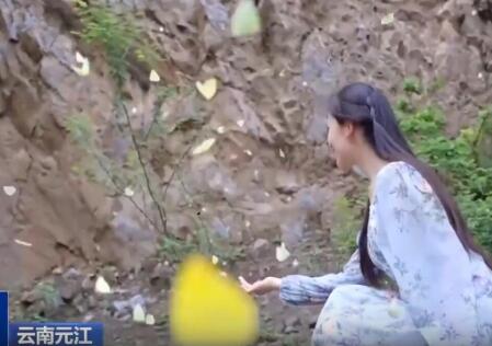 云南出現彩色蝴蝶漫天飛舞奇觀 畫面曝光簡直太驚艷了