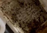 女子吃外賣腹痛發現后廚百只蟑螂 實在太惡心了