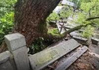 西湖邊500年古樟樹被撞斷該怎么賠 到底有多貴？