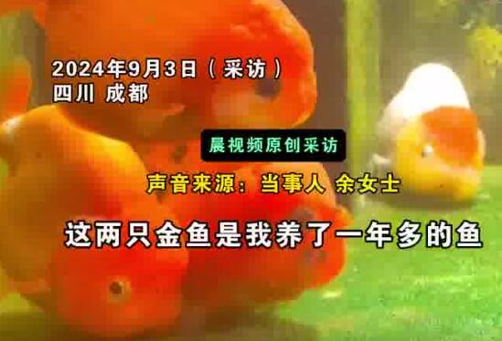 金魚死亡后女子放冰箱冷凍紀(jì)念 實在太無奈了