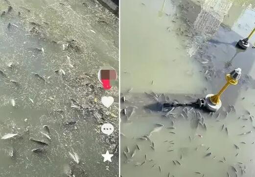 上海現(xiàn)無序放生 最多1天撈1噸死魚 為什么死這么多？