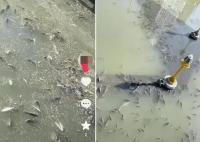 上海現(xiàn)無序放生 最多1天撈1噸死魚 為什么死這么多？
