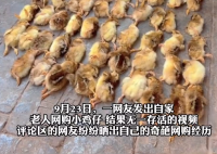 爺爺網購50只雞仔無一存活 為什么都死了什么原因？