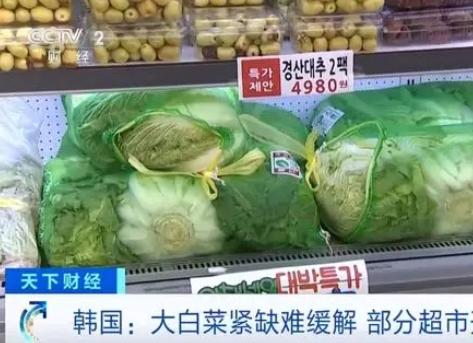 韓國人用卷心菜娃娃菜代替大白菜 為什么斷貨什么原因？