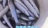 濰坊海面凍住大量梭魚(yú)根本撿不完 這也太幸福了