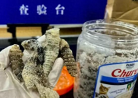 海關查獲1.2公斤生腌響尾蛇 到底是什么樣的？