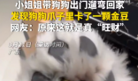 女子遛狗 狗爪夾回一塊3克重金豆 到底是不是真的？