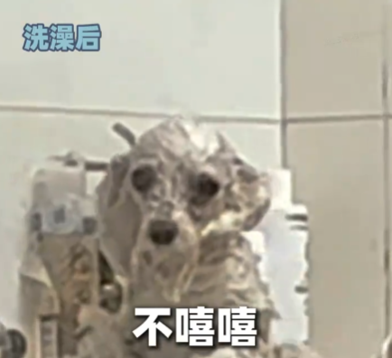 小狗洗澡后秒變被嗦過的芒果核 究竟是什么樣的？