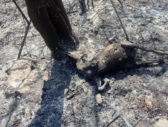 老人上墳燒死67只羊沒錢賠 究竟是怎么回事？