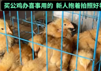男子網(wǎng)購20只被閹公雞全下蛋了 實(shí)在太崩潰了