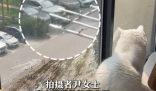 小鳥與貓咪結(jié)仇隔窗空投糞便 究竟是怎么回事？