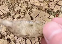 廣西貴港大旱 池塘干涸魚曬成魚干 為什么這么嚴重？