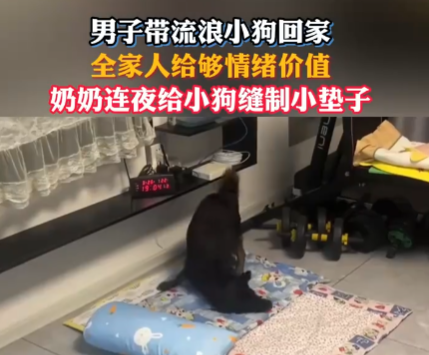 網友帶流浪狗回家 全家給足情緒價值 實在太暖心了