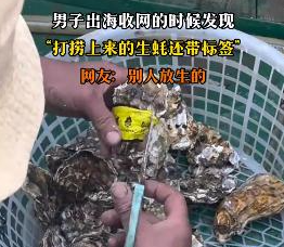 男子出海打撈上來(lái)的生蠔帶商品標(biāo)簽 到底是什么情況？
