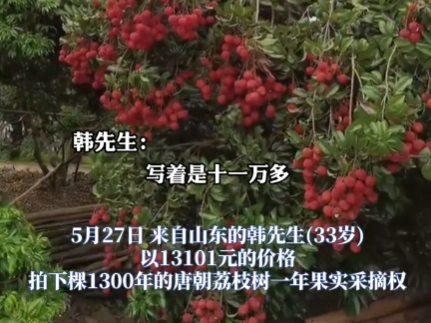 90后小伙拍下1300年荔枝樹采摘權 真有這么久嗎？