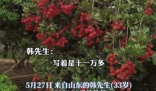 90后小伙拍下1300年荔枝樹采摘權 真有這么久嗎？