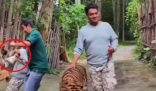 印度男子泰國景區(qū)摸老虎屁股遭撲咬 簡直太恐怖了