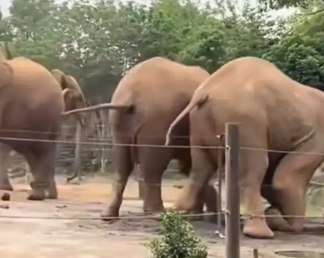 上海野生動物園回應一大象被霸凌 到底是什么情況？