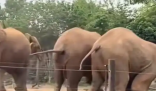 上海野生動物園回應一大象被霸凌 到底是什么情況？
