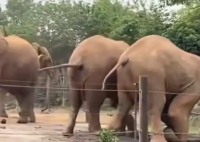 上海野生動物園回應(yīng)一大象被霸凌 到底是什么情況？